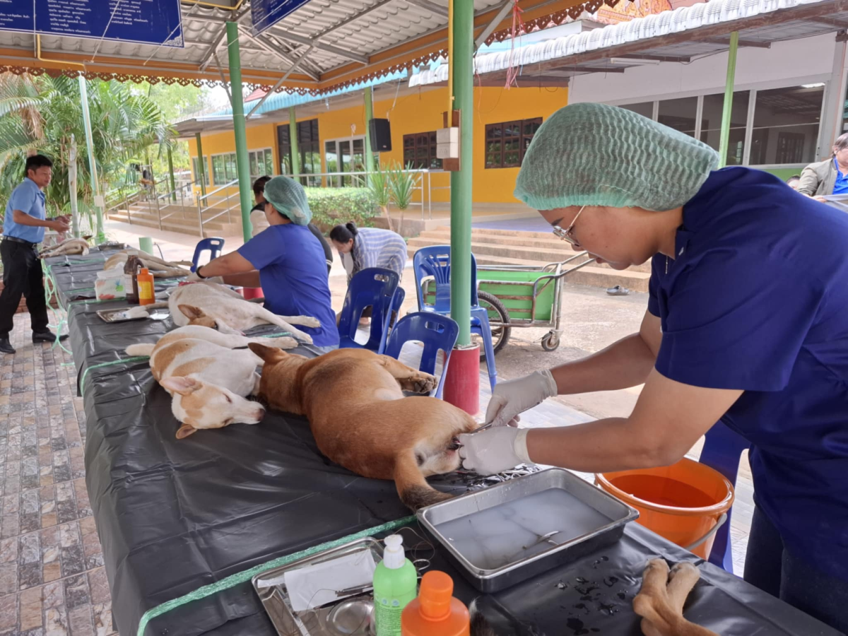 โครงการป้องกันเเละควบคุมโรคระบาดในพื้นที่ตำบลลำเพียก (ทำหมันสัตว์)
